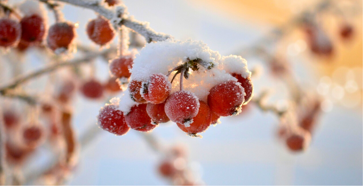 Crab apples in winter